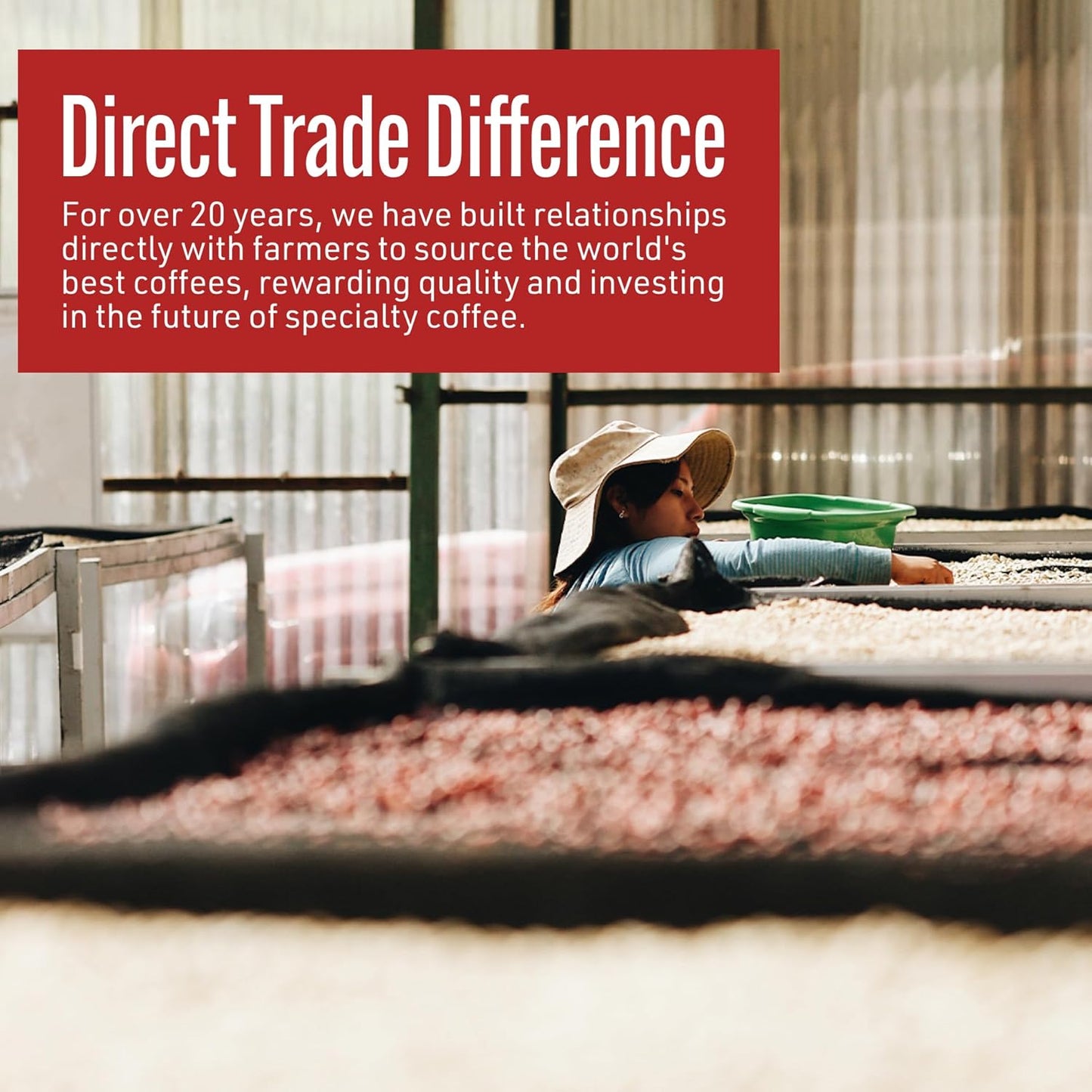 Intelligentsia Coffee, Medium Roast Whole Bean Coffee - Black Cat Analog Espresso 36 Ounces (3 Bags of 12 Ounces)