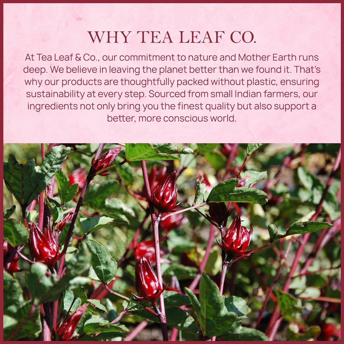 Tealeaf & Co. Hibiscus Tea with Hibiscus Flowers Extract - Pure Herbal Tea Bags Blended with Fresh Herbs - Flavored Herbal Blend - Low Caffeine - Gluten Free - 50 Teabags