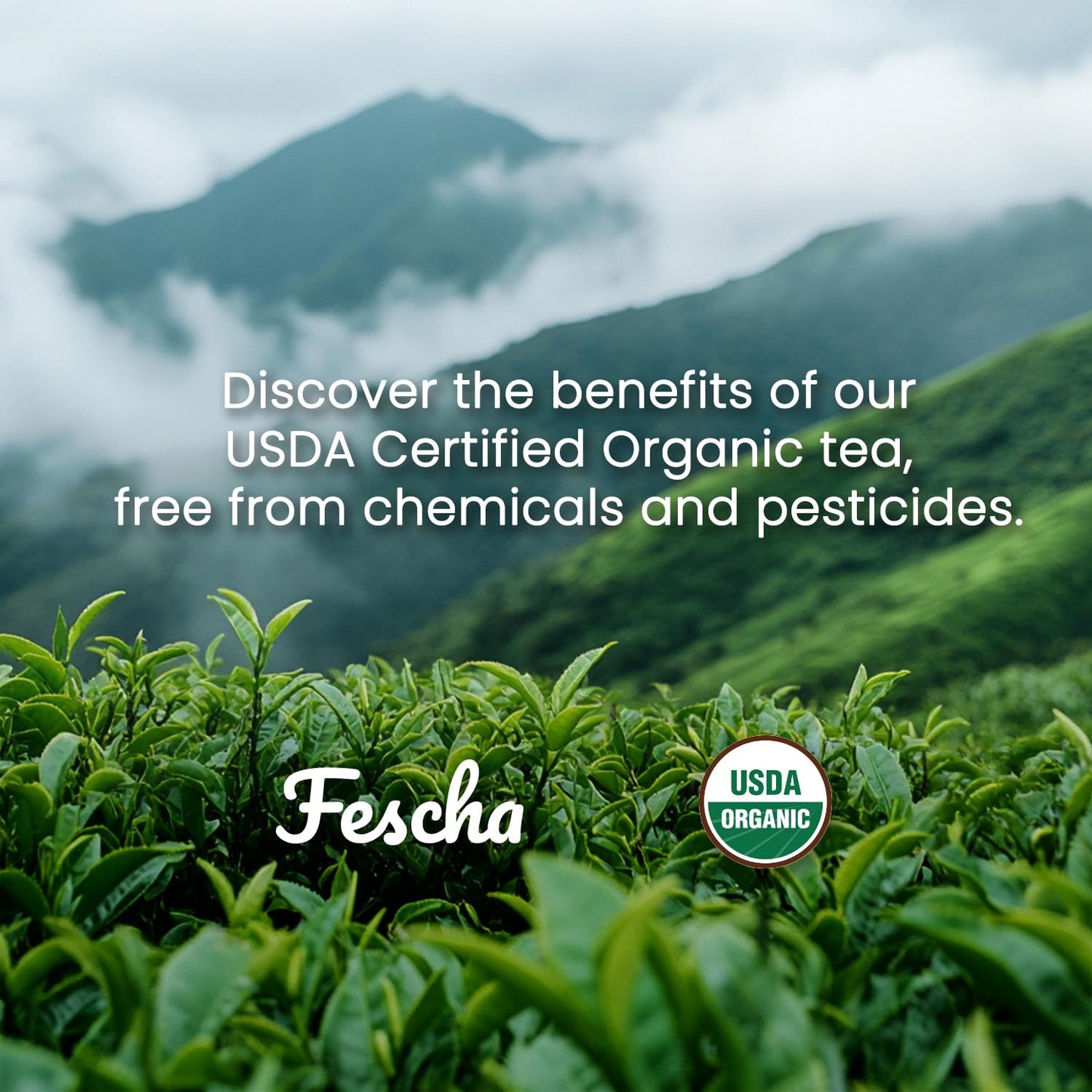 Fescha Organic Decaf Jasmine Green Tea Bags Flower-scented Tea (50-count), Eco-Conscious Tea Bags, Packed by Resealable Kraft Bag