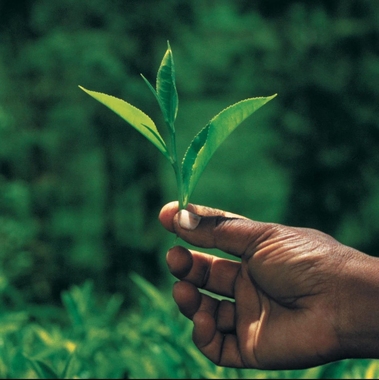 Palais des Thés - Alizes Winds Tea - Green Tea, Peach & Orange Blossom - 3.5oz Loose Leaf Metal Gift Tin, Serves 20-25 Cups