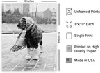 Poster Master Vintage Dog Dressed - Image 2