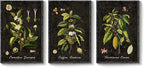 Large Vintage Framed Botanical Wall Art, 3 Piece Dark Green Plant Canvas Prints - Image 9