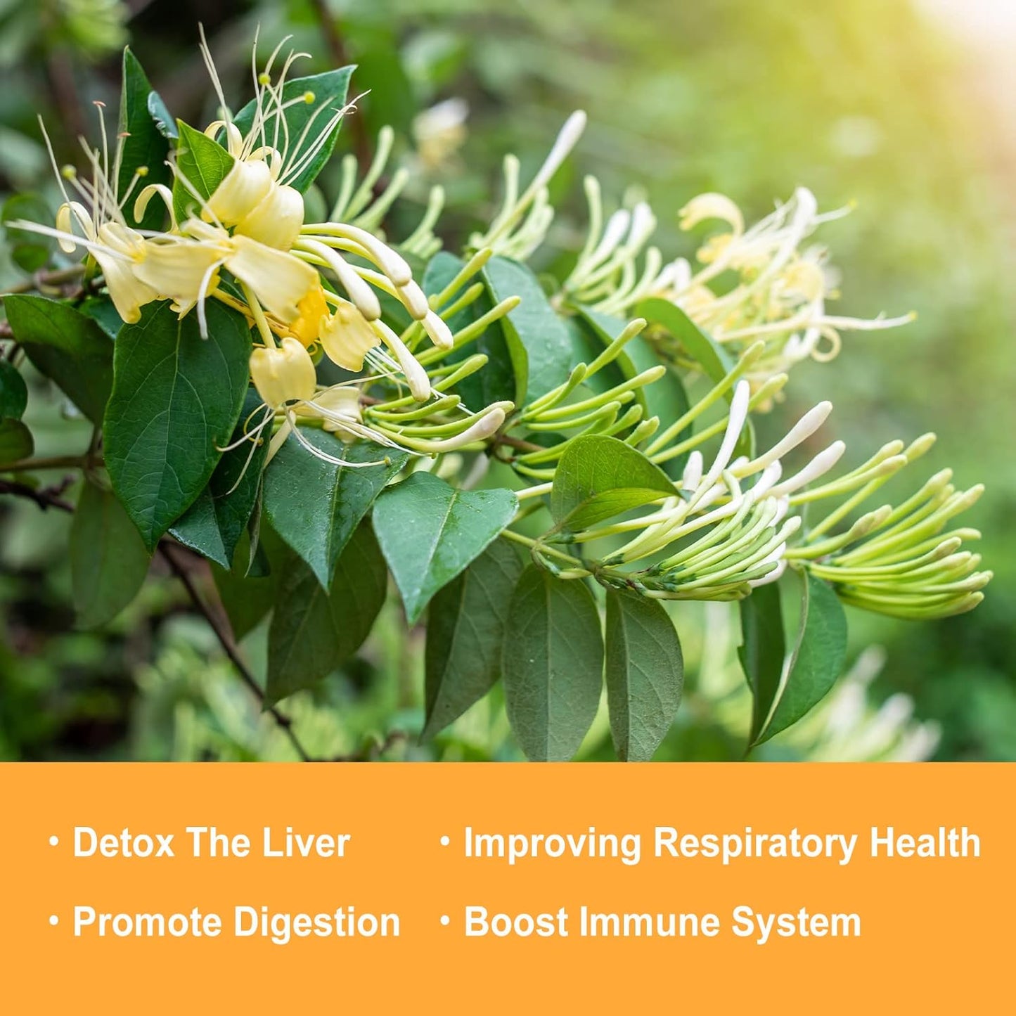 Olvvla - Dried Honeysuckle Flowers - 2.5oz/71g - 100% Natural Honeysuckle Tea - Chinese Edible Jin Yin Hua - Wild Honeysuckle Loose Buds - Caffeine-free