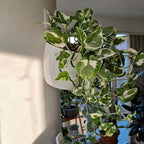 4 Inch Self Watering Hanging Planters, Wall Mounted Plant Pots - Image 3
