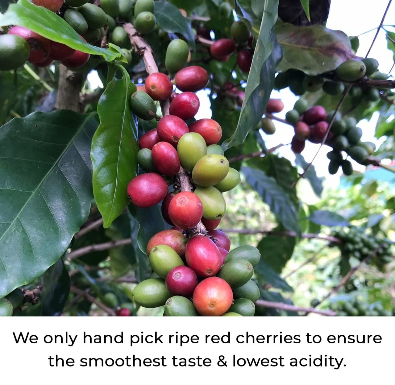 Julian Coffee - Whole Bean, Specialty Grade Single Origin Arabica Coffee From Puerto Rico. Low Acid. 12oz.