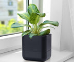 Phoenix Vine 6.5 Inch Wall Mounted Self-Watering Planter Pot - Image 9