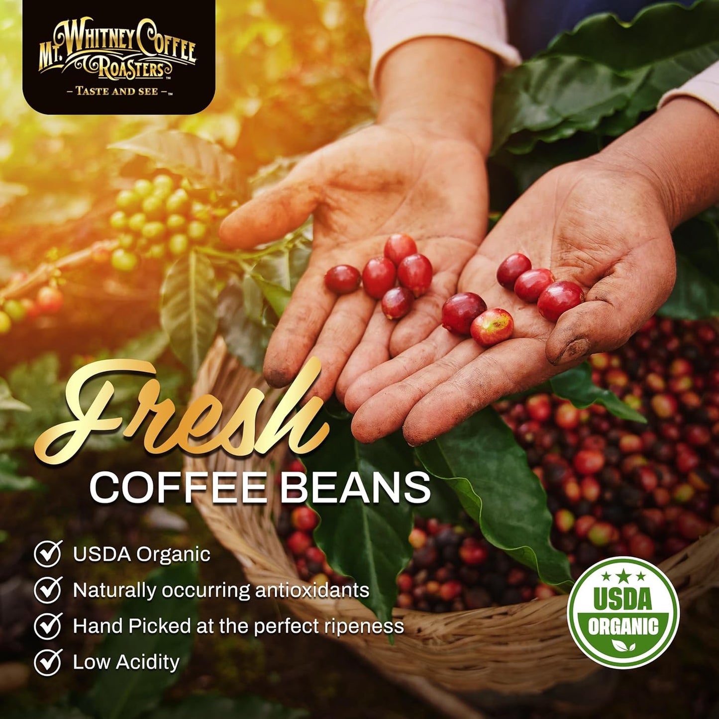 Mt. Whitney Coffee Roasters Base Camp Blend Medium Dark Roast Coffee, Low Acid, Ground, 5 lb (Pack of 1)