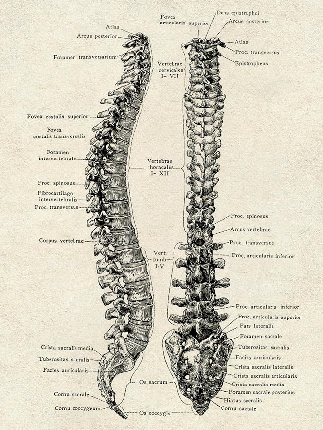 Ohhvvow Human Anatomy Artwork Medical Wall Art Canvas, 12 * 18 Inch Muscle - Image 8