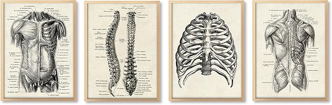 Ohhvvow Human Anatomy Artwork Medical Wall Art Canvas, 12 * 18 Inch Muscle by Ohhvvow