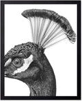 Poster Master Vintage Peacock Poster by PosterMaster