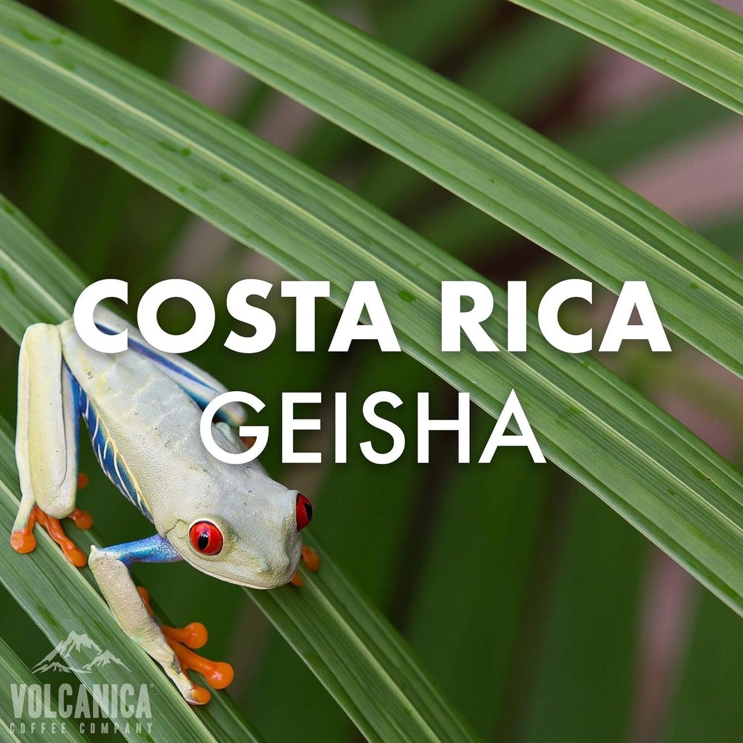 Geisha Coffee Costa Rica, Ground, Fresh Roasted, 5 lbs