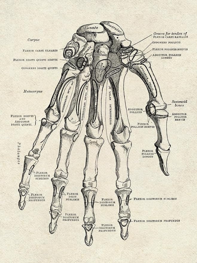 Ohhvvow Human Anatomy Artwork Medical Wall Art Canvas, 12 * 18 Inch Muscle - Image 6