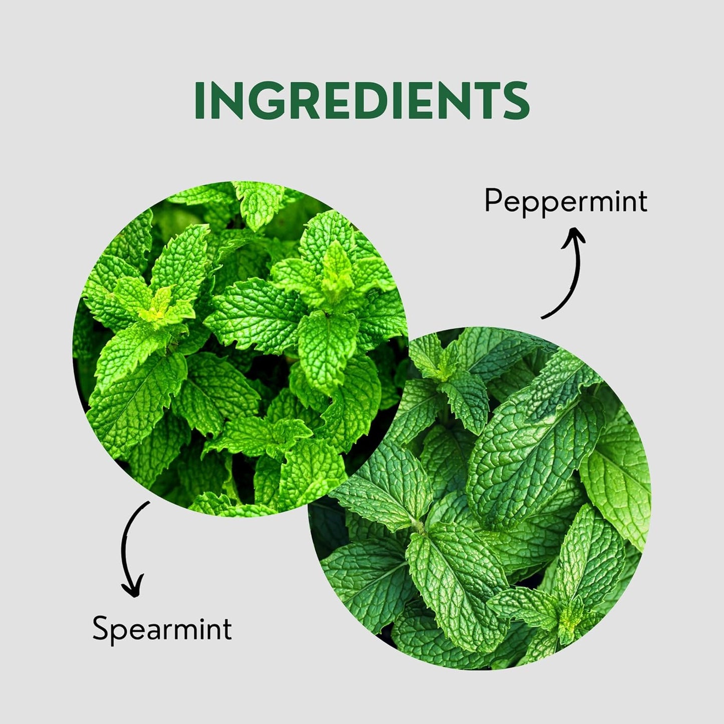 Tealeaf & Co. Pure Mint Herbal Tea Bags Blended with Fresh Herbs - Spearmint & Peppermint Tea - Contains Low Caffeine - Gluten Free - 100 Teabags (7.055oz/200gm)