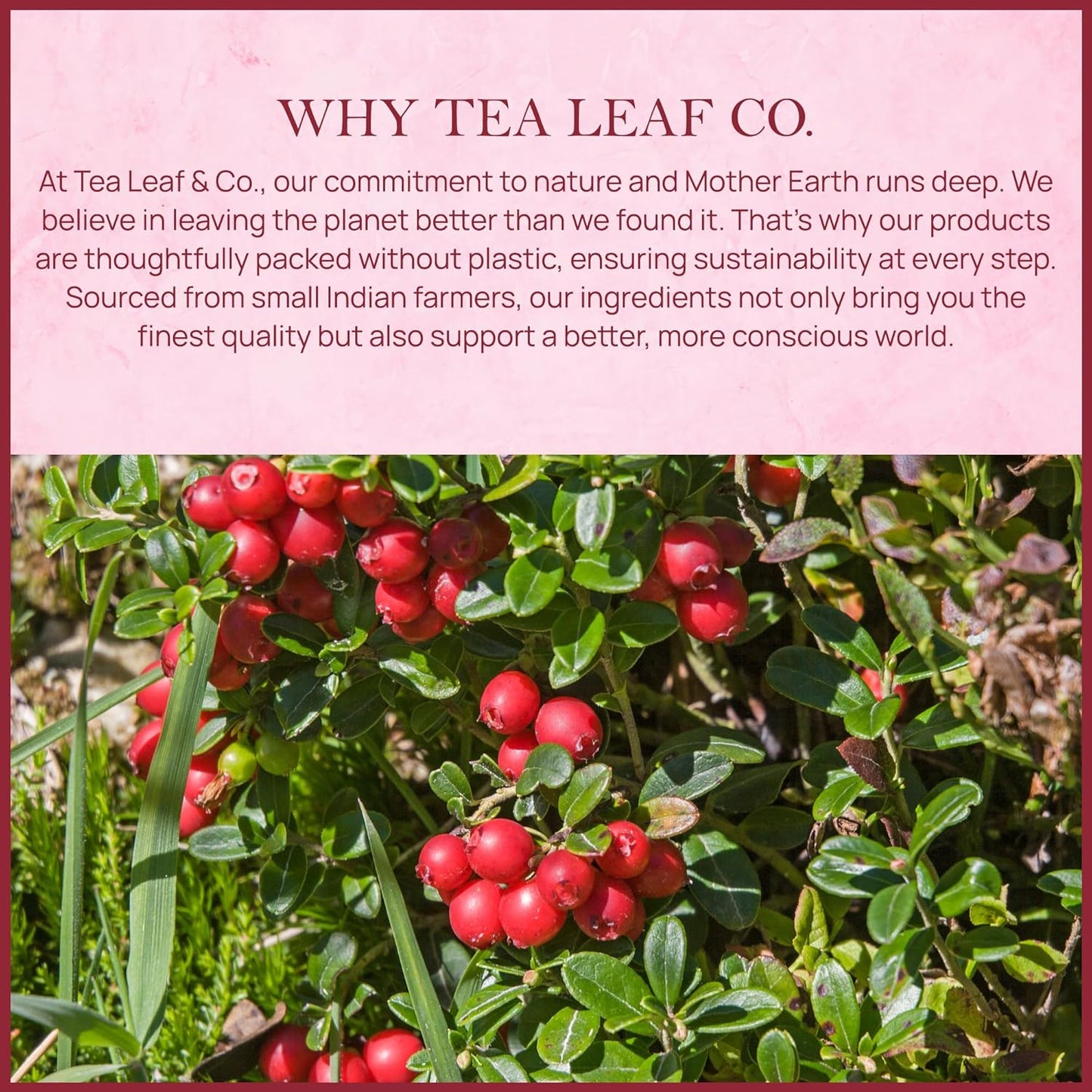 Tealeaf & Co. Cranberry Orange Black Tea Bags Blended with Fresh Herbs and Spices - Organic Black Tea Bags with Orange Peel, Star Anise & Hibiscus - Low Caffeine - Gluten Free - 50 Teabags