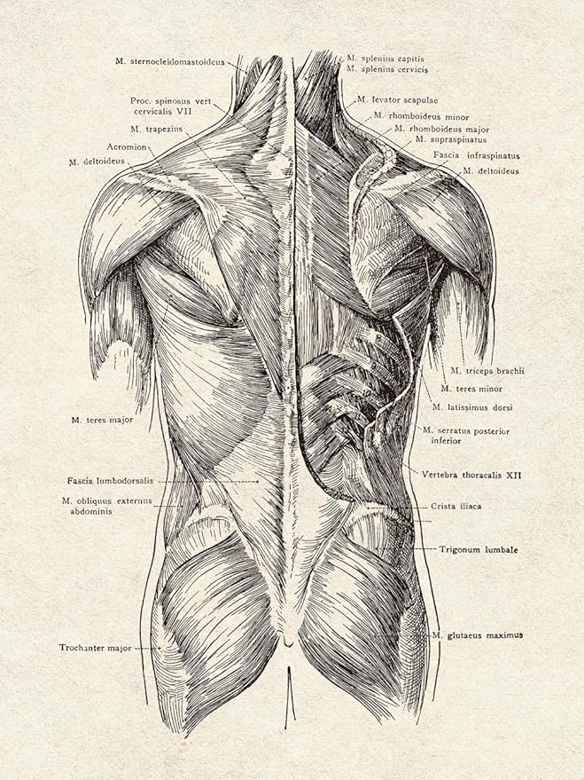 Ohhvvow Human Anatomy Artwork Medical Wall Art Canvas, 8 * 10 Inch Muscle - Image 6
