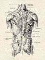 Ohhvvow Human Anatomy Artwork Medical Wall Art Canvas, 12 * 18 Inch Muscle - Image 6