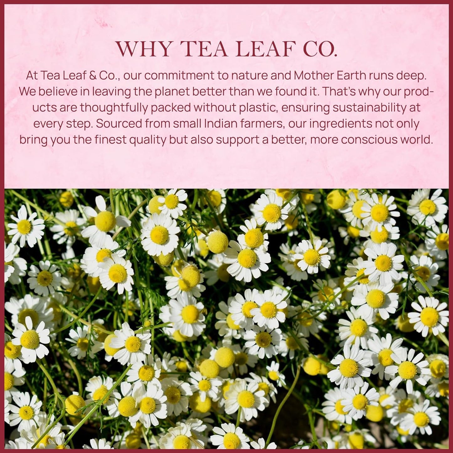 Tealeaf & Co. Chamomile Rose Citrus Herbal Tea Bags - Organic Chamomile Tea Bags with Rose Petals, Orange Peel, Lemon Grass, Hibiscus & Mint Leaves - Low Caffeine - Gluten Free - 50 Teabags