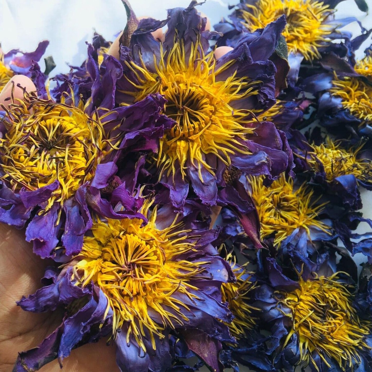 Premium Whole Dried Flower Tea - Natural Loose Leaf Tea Non GMO Caffeine Free Sleepytime Herbal Tea – Excellent Source of Antioxidants - 30 grams