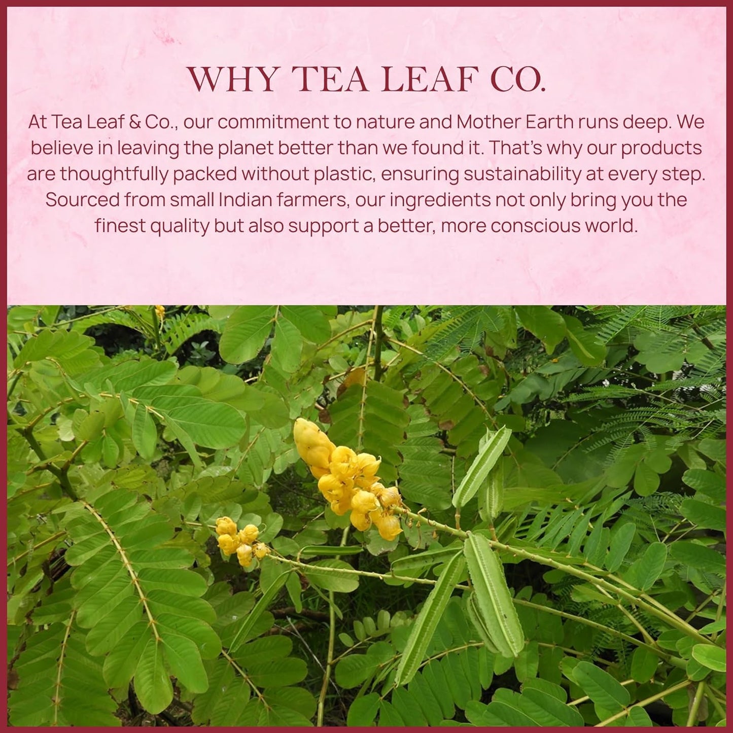 Tealeaf & Co. Senna Tea Blended with Fresh Herbs - Pure Herbal Tea Bags with Senna Leaves Extract - Flavored Herbal Blend - Low Caffeine - Gluten Free - 50 Teabags