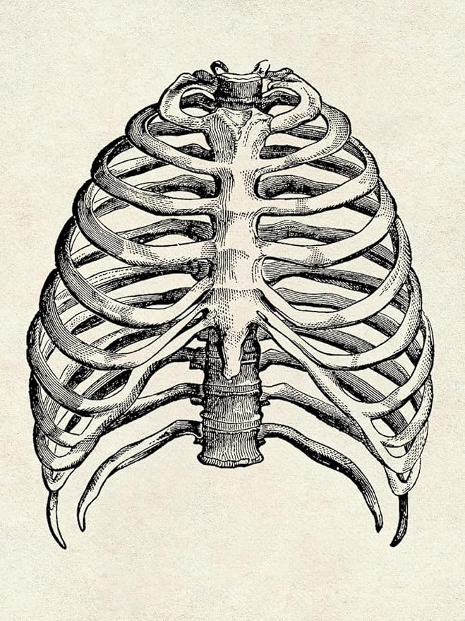 Ohhvvow Human Anatomy Artwork Medical Wall Art Canvas, 12 * 18 Inch Muscle - Image 5