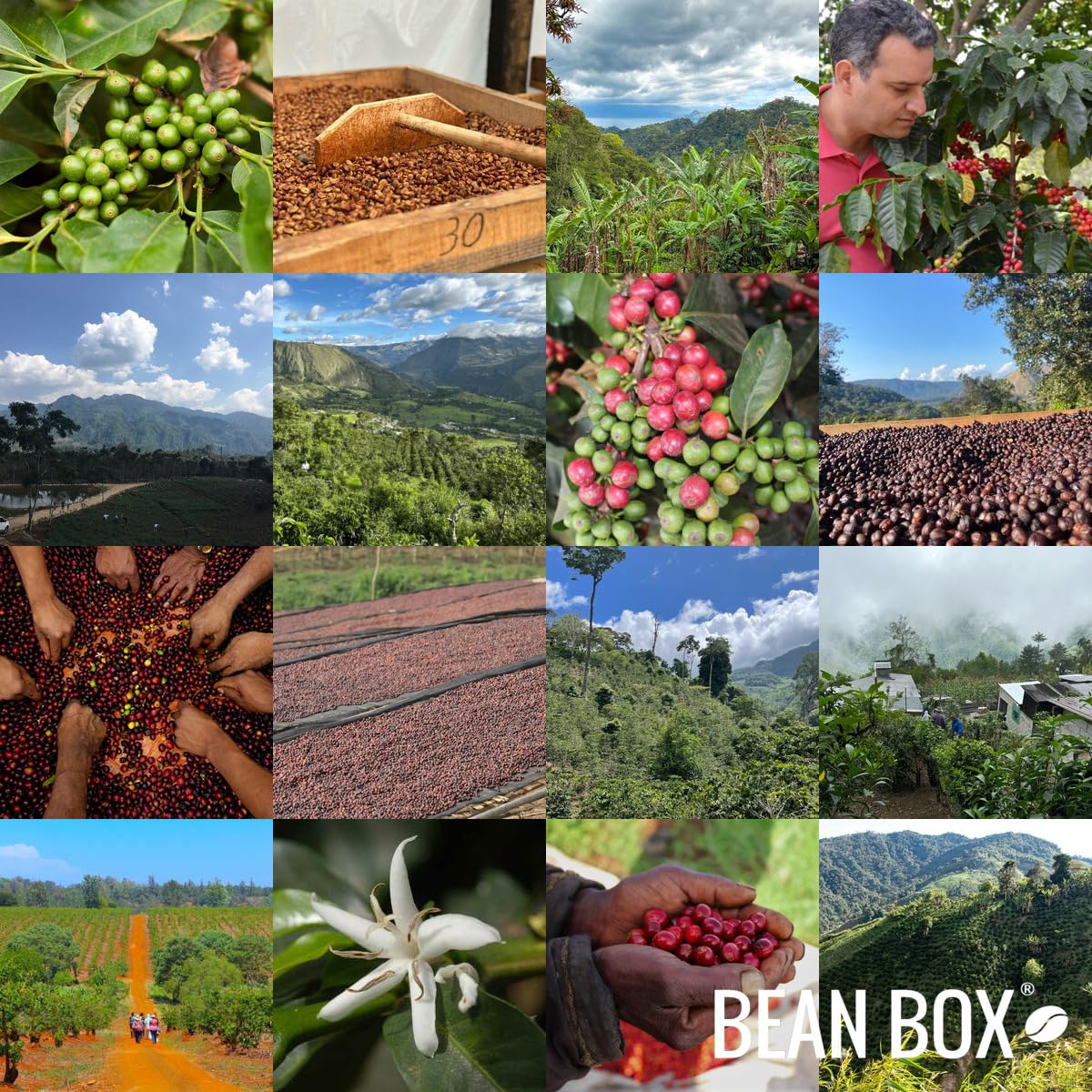 Brazil Familia Schiavo - Roasted by Huckleberry Roasters - Whole Bean Coffee - 2 Pound Bag