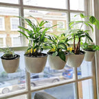6 Pack Hanging Planter Wall Planter Self Watering 5 inch Plant Pot - Image 8
