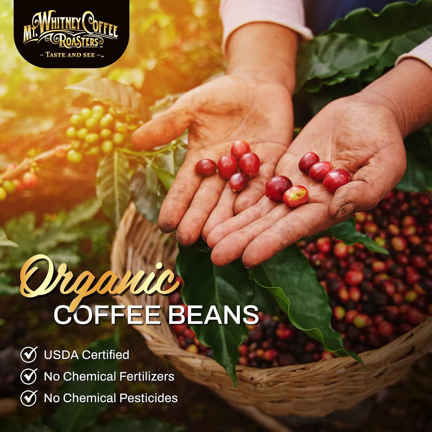 Mt. Whitney Guatemala Adiesto Cooperative Organic Low Acid Coffee (Ground, 5 lb)