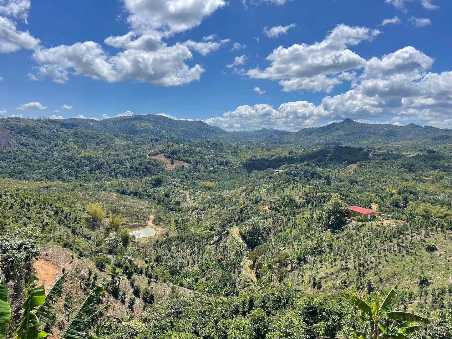 Julian Coffee - Whole Bean, Specialty Grade Single Origin Arabica Coffee From Puerto Rico. Low Acid. 12oz.