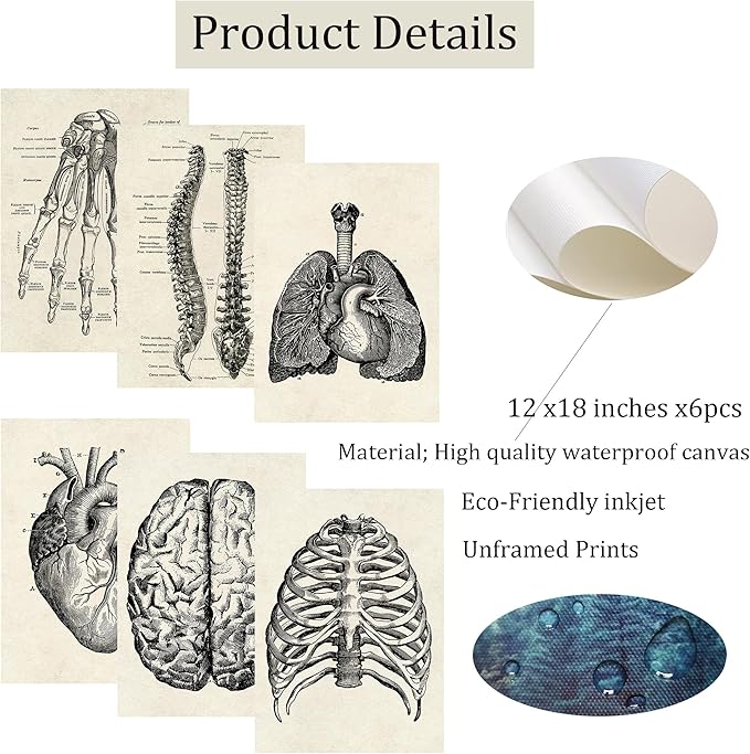 Ohhvvow Human Anatomy Artwork Medical Wall Art Canvas, 12 * 18 Inch Muscle - Image 2