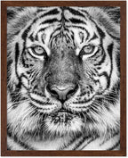 Poster Master Vintage Tiger Face Print by PosterMaster