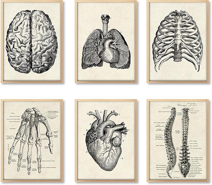 Ohhvvow Human Anatomy Artwork Medical Wall Art Canvas, 8 * 10 Inch Muscle by Ohhvvow