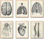 Ohhvvow Human Anatomy Artwork Medical Wall Art Canvas, 8 * 10 Inch Muscle by Ohhvvow