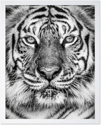 Poster Master Vintage Tiger Face Print by PosterMaster